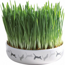 Keramická miska na trávu pro kočky 15x4cm, 50g travní semeno