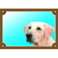 Barevná cedulka Pozor pes, Labrador světlý