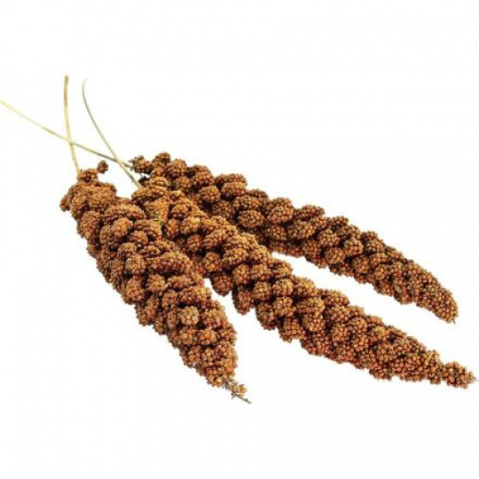 Senegalské proso v klase 100 g - AVICENTRA Senegalské proso v klase 100 g - AVICENTRA