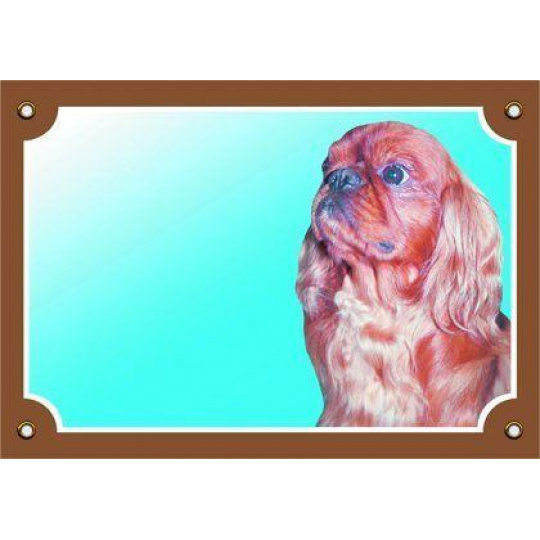 Farebná ceduľka Pozor pes, Kavalier King Charles Farebná ceduľka Pozor pes, Kavalier King Charles