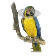 Ochranný plastový golier Bird Collar pre vtáky 8cm