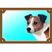Farebná ceduľka Pozor pes, Jack Russel teriér