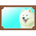 Farebná ceduľka Pozor pes, Samojed