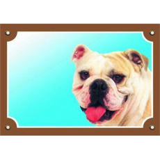 Farebná ceduľka Pozor pes, Buldog anglický Farebná ceduľka Pozor pes, Buldog anglický