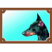 Farebná ceduľka Pozor pes, Doberman